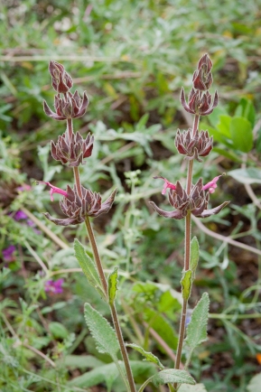 Hummingbird Sage, Salvia spathacea: Attracts wildlife, including hummingbirds, while brining an intoxicating scent to shade and rain gardens