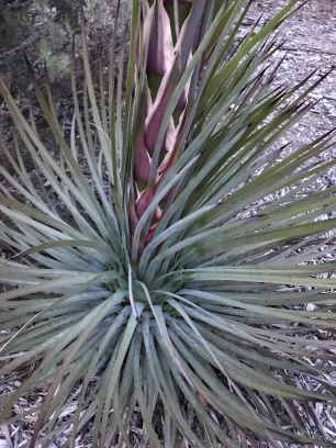 California Yucca: A real powerhouse! Enjoys full sun, resists fire, and nearly every aspect is edible