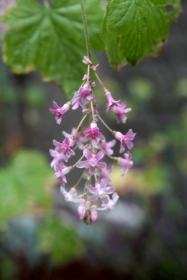 Ribes: Adds delicate Wisteria-like flowers to shade and rain environments